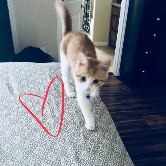 Meet your Posher, Trisha - Picture 4 of 8